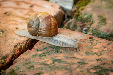 Edible snail crawling on the brick pavement