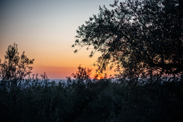 Fototapeta na wymiar Dramatic pink and orange sunset sky in olive grove in Italy