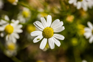 Close-up view of chamomile flower with aphid