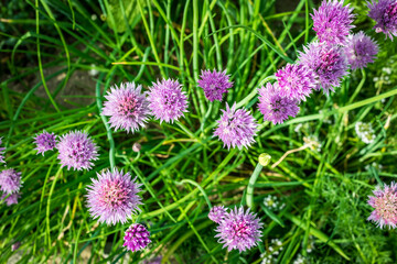 Flowering chives in the garden, top view - obrazy, fototapety, plakaty