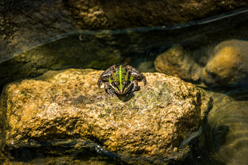 Green frog sitting on a stone in a garden pond