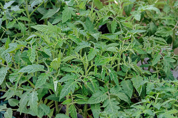 Young tomato plants in the morning. Tomato seedlings in the spring.