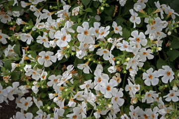 Bacopa monnieri herb plant and flower, known from Ayurveda as Brahmi.
