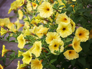 Summer garden on the balcony, yellow petunia