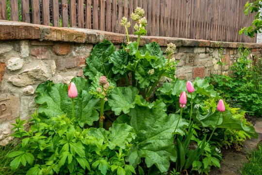 Rhubarb in a garden flowerbed with blooming pink tulips
