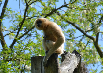 Gibbon à favoris roux