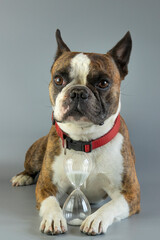 funny Boston terrier  with an hourglass in its paws as a symbol of the lifespan of a dog