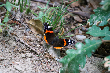 Schmetterling Admiral