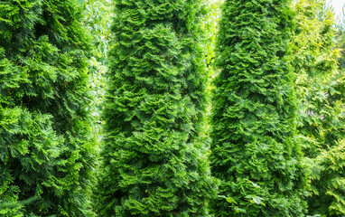 Close-up of green texture christmas leaves of Thuja occidentalis Smaragd, northern white-cedar, or eastern white cedar. Three beautiful plants. Interesting nature concept for background design.