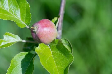 apples on a tree