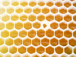 Beekeeping - close-up of cells filled with honey. Background texture and pattern of a section of wax honeycomb from a bee hive in a full frame view. Organic BIO farming, animal rights, back to nature.