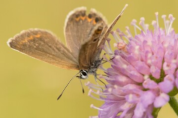 Butterfly Lepidoptera Euplagia quadripunctaria
