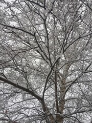 tree in snow