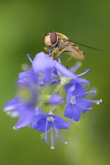 Hoverflies, popularly called wasps or wasps are members of two-winged insects, the family Syrphidae