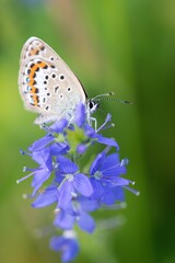 Butterfly Lepidoptera Euplagia quadripunctaria