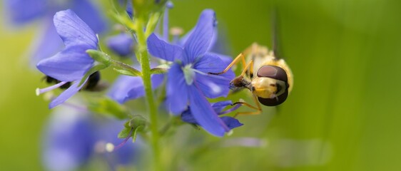 Hoverflies, popularly called wasps or wasps are members of two-winged insects, the family Syrphidae