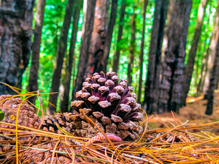 pine cones in autumn forest