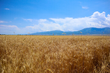 yellow ripe wheat field. a clear day. agriculture.        