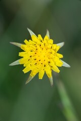 yellow flower of a dandelion
