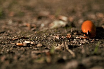 Slug crawling over forest floor. 