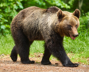 Naklejka na ściany i meble Large brown bear in the forest