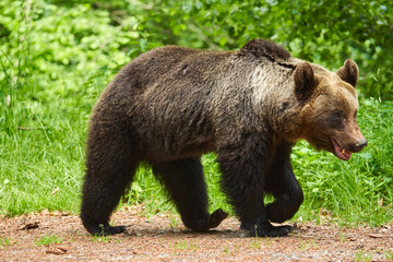 Naklejka na ściany i meble Large brown bear in the forest