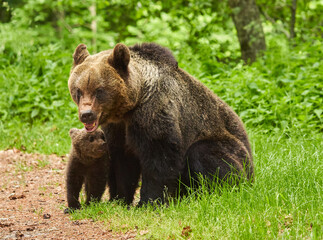 Mother bear and cub