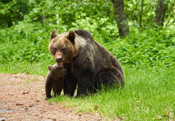 Fototapeta na wymiar Mother bear and cub