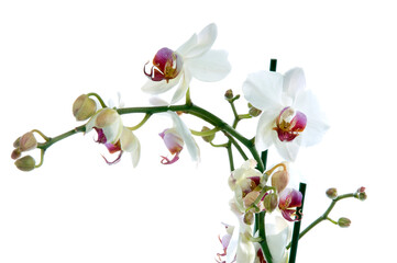 Branch of a Beautiful Orchid Isolated on White