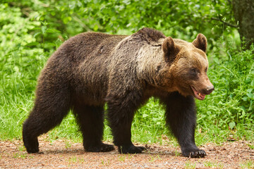 Fototapeta na wymiar Large brown bear in the forest