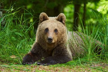 Obraz premium Large brown bear in the forest