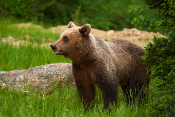 Fototapeta premium Large brown bear in the forest