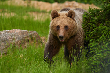Fototapeta premium Large brown bear in the forest