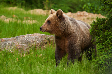 Obraz premium Large brown bear in the forest