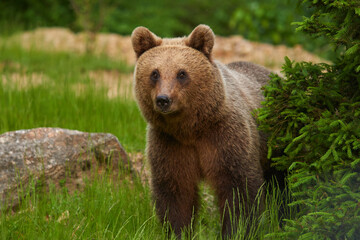 Obraz premium Large brown bear in the forest