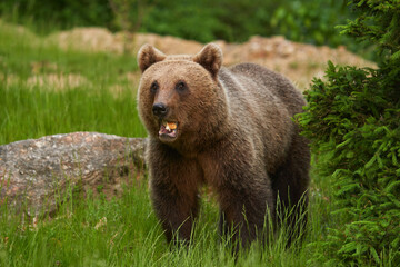 Obraz premium Large brown bear in the forest