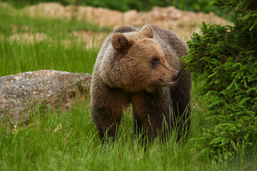 Obraz premium Large brown bear in the forest