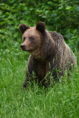 Plakat Large brown bear in the forest