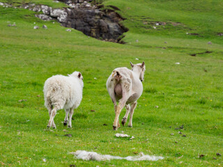 Obraz premium Faroe Island