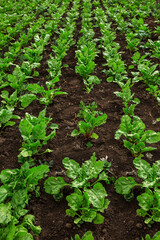Beet seedlings planted. Vegetable garden, agriculture, rural, business