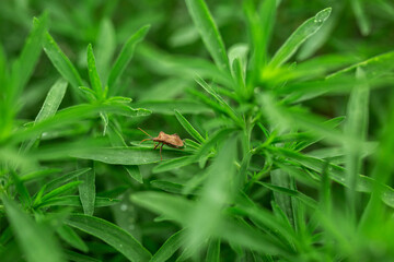 A stinkbug beetle bug sits on grass leaves