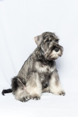 White-gray schnauzer dog sits and looks up on a white background, vertical frame. Sad puppy miniature schnauzer. Close-up portrait of a dog on a white background.