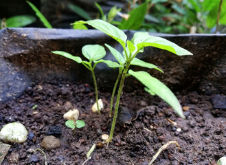 Seeds of chili pepper,growth fresh on plastic polybag