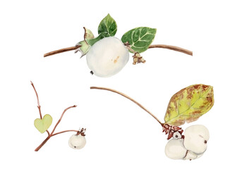 Watercolor illustration of white little berries on branches for beautiful design on white isolated white background. Watercolor snowberries, vintage style