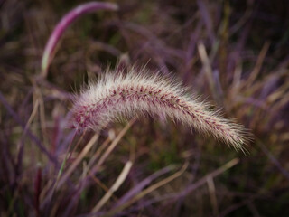 Obraz premium Grass close-up in golden sunlight 9