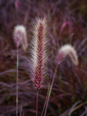 Obraz premium Grass close-up in golden sunlight 8