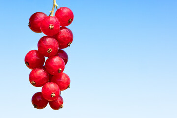 Ripe red currants against a clear blue sky with copy space