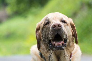 Este perro tiene pinta de que lo ha pasado bien 
