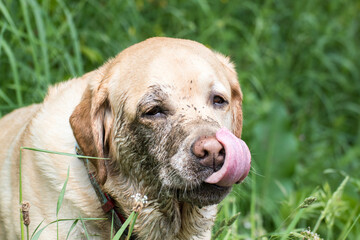 Perro se relame la cara de barro