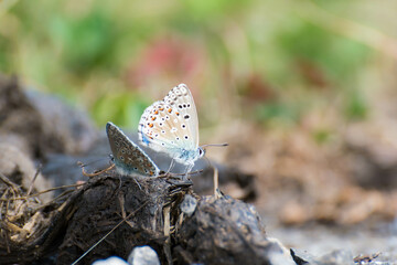 Dos coloridlas mariposas